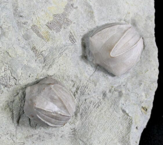 Blastoid (Pentremites) Fossils - Illinois #25430